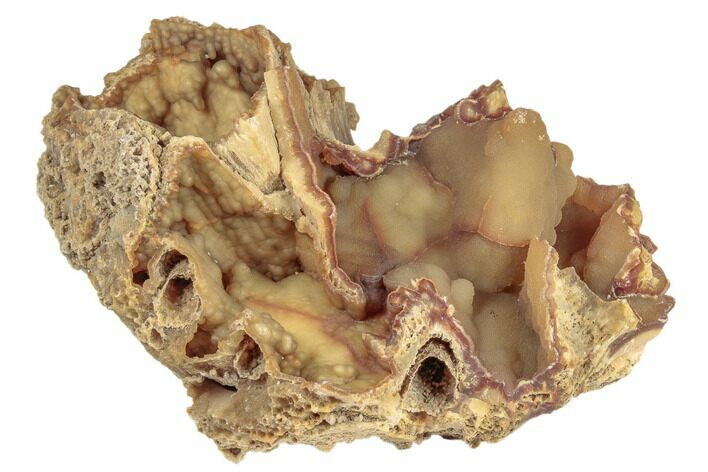 Unique, Agatized Fossil Coral Geode - Florida #188146